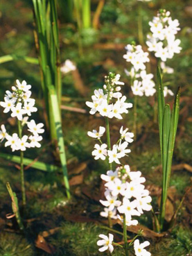 Wasserfeder - Hottonia palustris in Gewässern der Donauauen