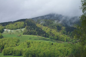 Buchen-dominierte Mischwälder am Südabhang zum Mondsee (Schußberg)