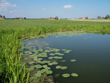 Teich mit Kalmus-Röhricht und Teichrosen bei Lohnsberg auf der Hochterrasse