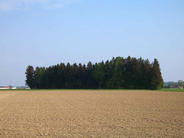 Kleine Waldinsel auf der Hochterrasse mit nahezu reinem Fichtenforst 