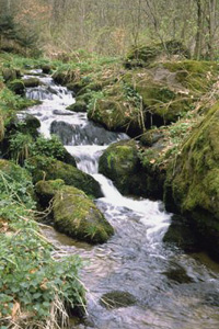 Weitgehend natürlich Gänsbach südlich von Kopfing 