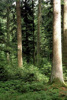 Naturnaher Tannenwald (Edtwald) 