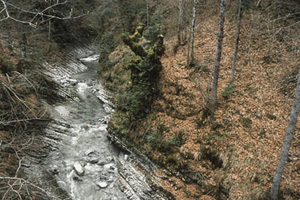 Krumme Steyrling im Bodinggraben 