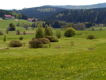 Durch Baum-und Strauchweiden schön strukturiertes Feuchtgebiet des Naturschutzgebietes Panidorfer Wiesen am Pelternbach 