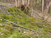 Tuffquelle mit Moosen in einem Hangwald im Naturschutzgebiet Almauen