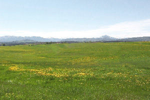 Moränenlandschaft bei Pfaffing