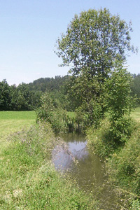 Vernässungsbereich am Hangfuß der Vöcklaleiten, als Fischteich genutzt 