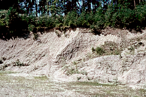 Kleine Schottergrube im Weilhartsforst