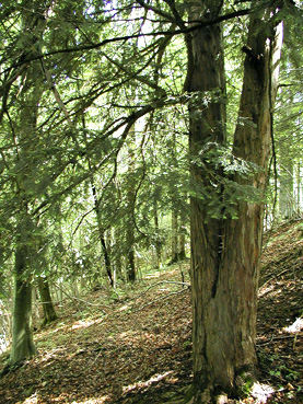 Buchenmischwald mit älteren Eiben an den westexponierten Abhängen nördlich von Spital am Pyhrn
