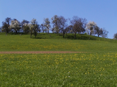 Streuobstwiesen 2 km südwestlich Garsten. Blickrichtung Nordwest