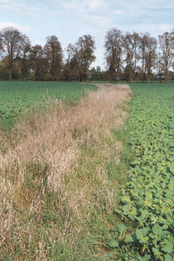 Ein Altgrasbestand westlich von Bachloh markiert den Verlauf eines temporären Fließgewässers; unmittelbar angrenzend die Ackernutzung, im Hintergrund Kastanienallee (Naturdenkmal)