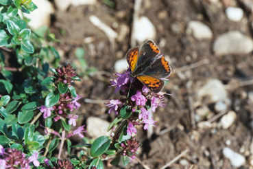 Detailaufnahme einer Trockenböschung; Thymian mit Schmetterling (Kleiner Feuerfalter)