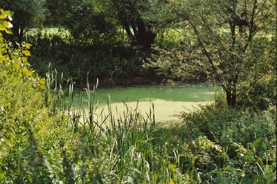 Naturnaher Teich mit Wasserlinsendecke