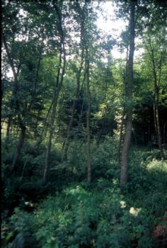 Erlen-Schwarzerlen-Feuchtwald im Holzwiesental.