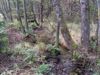 Natürlicher Verlauf des Baches im Holzwiesental