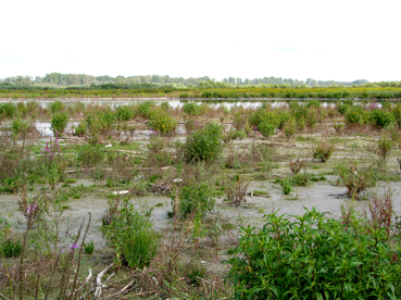 Vegetation auf Verlandungen in Katzenbergleithen