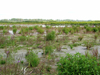 Vegetation auf Verlandungen in Katzenbergleithen