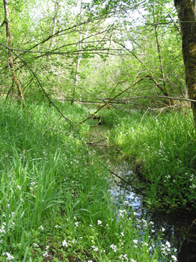 Quellsenke in der Reikersdorfer Au