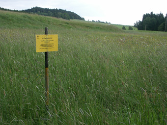 Spätmahdwiese der Waldburger Jägerschaft; aufgrund der waldnahen Lage nicht als Wiesenbrüterfläche geeignet, aber wichtig für das Wild; 10.6.2005 