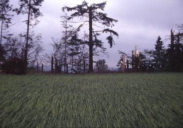 Infolge Hagelsturm geplättete Wiese und gänzlich abgerissener Fichtenforst; bei Hirschbach, 17.6.1991