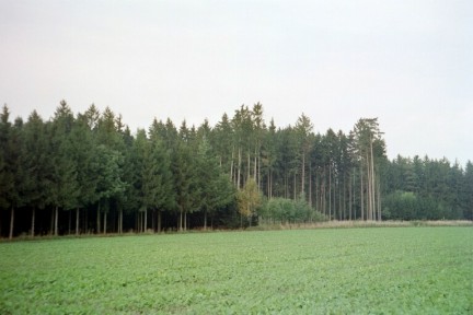 Fichtenforste in der Niederungslandschaft