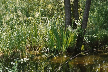 Iris pseudacorus in Stillgewässer neben der B3