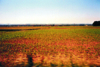 Blick aus dem Autofenster auf Ackerbaulandschaft