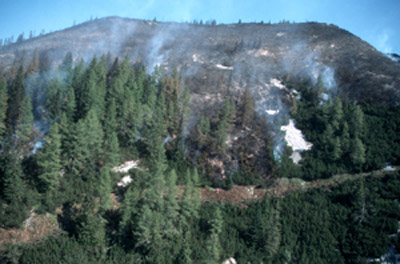 Waldbrandfläche Hagler, Sengsengebirge Südseite