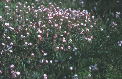 Moosbeere (Vaccinium oxycoccos) in Blüte
