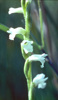 Sommer-Drehähre (Spiranthes aestivalis)