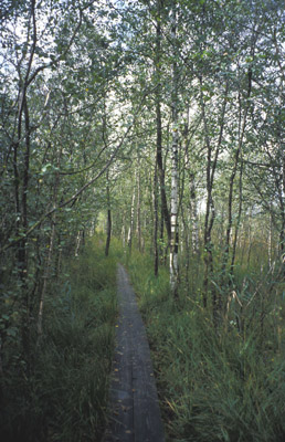 Lehrpfad im Ibmer Moor