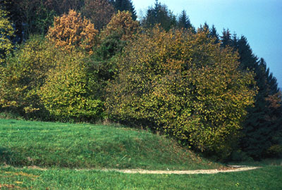 Waldrand im Bereich des Enknachmoores