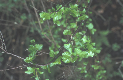 Strauchbirke (Betula humilis) an der Enknach