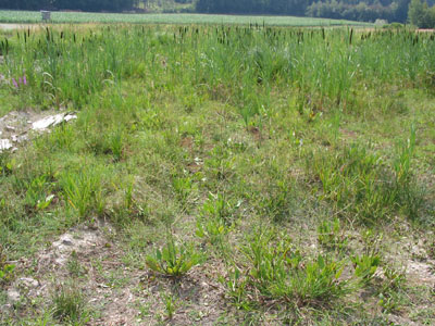 Ufervegetation am Egelsee bei Fucking