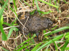 Gelbbauchunke (Bombina variegata) im Enknachtal