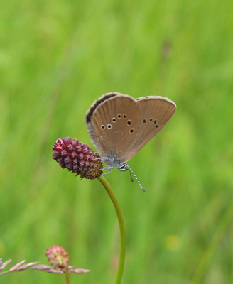 Dunkler Wiesenknopf-Ameisenbläuling (Maculinea nausithous)