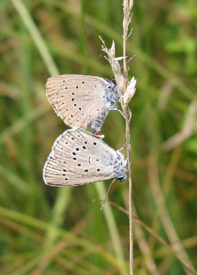 Heller Wiesenknopf-Ameisenbläuling (Maculinea teleius) in Kopula