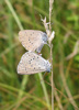 Heller Wiesenknopf-Ameisenbläuling (Maculinea teleius) in Kopula