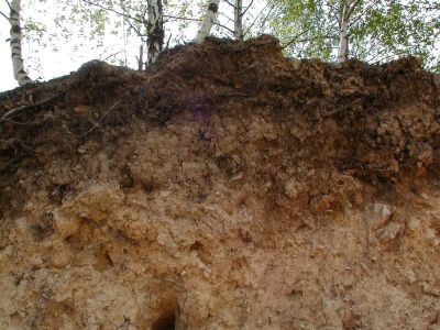 Bodenaufschluss und Bewurzelungstiefe eines Birkenbestandes im Tal der Großen Mühl bei Ulrichsberg