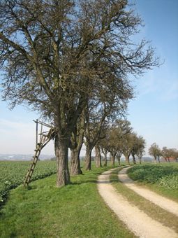 Obstbaumreihe entlang eines Feldweges westlich von Neukematen