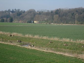 Vermutlich revitalisierter Bereich des Aubachs, im Hintergrund Kremsterrasse mit naturnahem Hangwald 