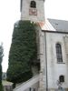 Naturdenkmal Efeustock an der Kirche von Ried im Traunkreis