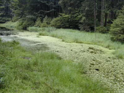 Naturnaher Weiher mitten im Oberen Weilhartsforst