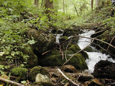 Kleiner Waldbach mit steinigem Bett bei Spital am Pyhrn