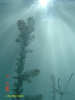 Dichte Unterwasservegetation im Attersee 