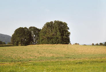 Feldgehölz im Seerandbereich