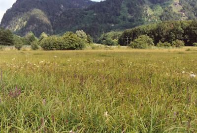 Niedermoorwiesen um den Egelsee bei Scharfling