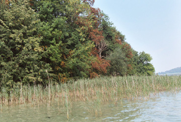 Der Aufhamer Uferwald mit Schilfgürtel südlich der Ortschaft Attersee