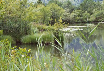 Röhrichtgürtel und Ufergehölz am Egelsee bei Scharfling