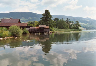 Uferabschnitt am Mondsee mit Schilf- und Teichrosenbestand